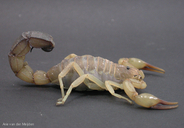 Sahara Scorpion