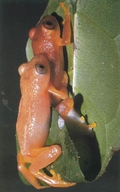 Opisthothylax immaculatus