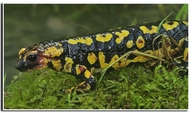 Salamandra salamandra gallaica
