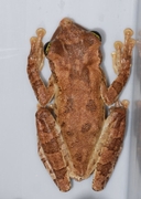 Osteocephalus taurinus