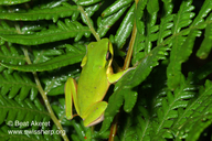 Litoria fallax