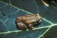 Leptopelis argenteus