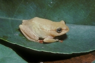 Kachalola Reed Frog