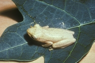 Hyperolius tuberilinguis