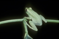 Hyperolius viridis