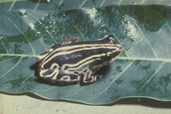 Hyperolius viridiflavus melanoleucus
