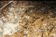 Sclerophrys perreti