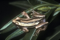 de Witte's Spiny Reed Frog