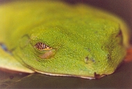Misfit Leaf Frog