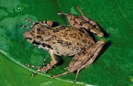 Gephyromantis decaryi