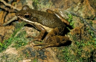 Mantidactylus ambreensis