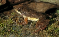 Mantidactylus majori