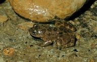 Mantidactylus pauliani