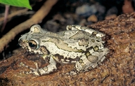 Boophis xerophilus