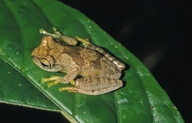 Boophis blommersae