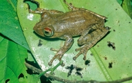 Boophis axelmeyeri