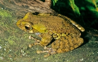 Boophis periegetes