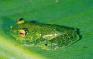 Boophis schuboeae