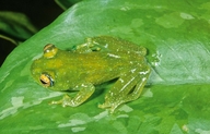 Boophis albipunctatus