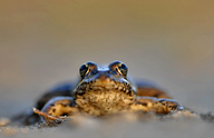 Pelophylax perezi