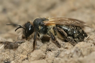 Andrena nitida