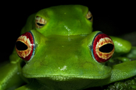 Boophis luteus