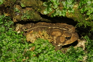 Anaxyrus americanus charlesmithi
