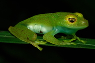 Boophis viridis