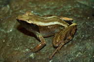 Mantidactylus aerumnalis