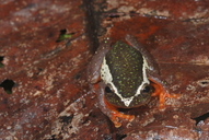 Hyperolius platyceps
