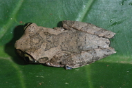 Leptopelis calcaratus