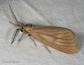 California Oak Moth
