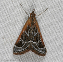 Alfalfa Webworm Moth