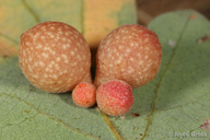Clustered Gall Wasp