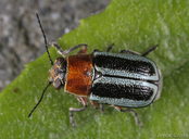 Pachybrachis circumcinctus