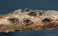 Ruptured Twig Gall Wasp