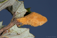 Golden Gall Wasp
