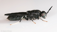 Hermetia illucens