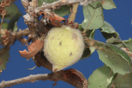Dried Peach Gall Wasp