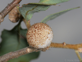 Burnettweldia washingtonensis