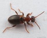 Narrow-necked Grain Beetle