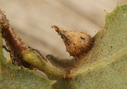 Bristly Pear-gall Wasp