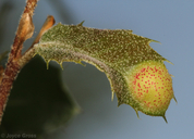 Round Leaf Gall Wasp