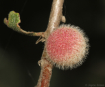 Burnettweldia washingtonensis
