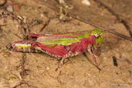 Painted Meadow Grasshopper