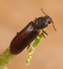 Southern Lyctus Beetle