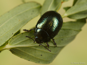 St. Johnswort Beetle