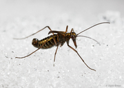 Snow Scorpionfly