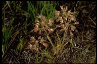 Allium campanulatum