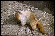 Marmota caligata